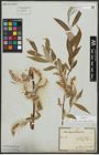 Foto von Salix alba subsp. vitellina (L.) Arcang.